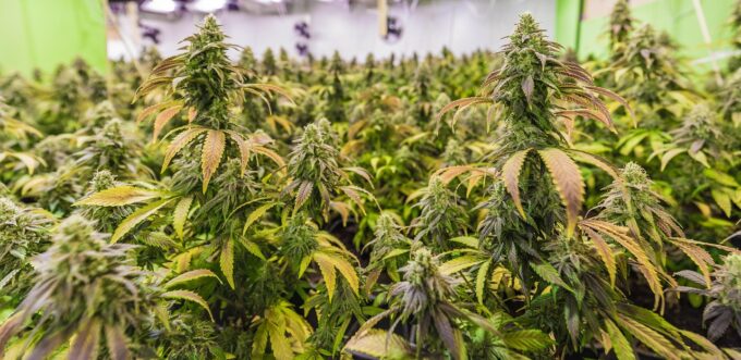 When it comes to premium THCA flower, quality and trust aren’t just nice to have, they’re non-negotiable. Lost In Translation has built its reputation on consistency, transparency, and carefully curated strains that appeal to both newcomers and seasoned enthusiasts. From exclusive genetics to lab-tested purity, the brand focuses on delivering a product experience that lives up to its California roots.